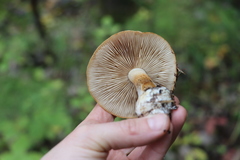 Cortinarius talus