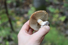 Cortinarius talus