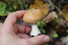 Cortinarius talus