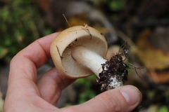 Cortinarius talus