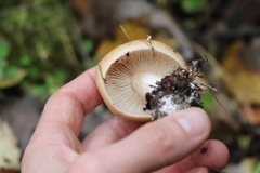 Cortinarius talus