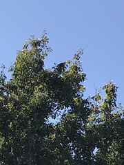 Psittaciformes