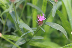 Centaurea decipiens