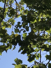 Psittaciformes