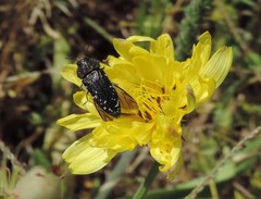 Acmaeodera ornatoides