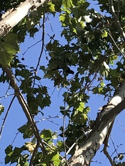 Psittaciformes