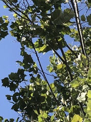 Psittaciformes
