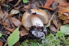 Cortinarius talus