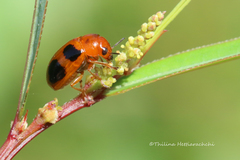 Ceratobasis koenigii