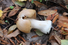Cortinarius talus