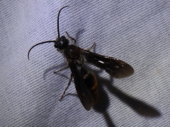 Sphaeropthalma marpesia