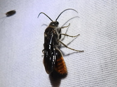 Sphaeropthalma marpesia