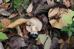 Cortinarius talus