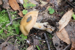 Cortinarius talus