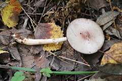Agaricus semotus
