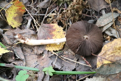 Agaricus semotus