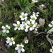 Alpine Sandwort - Photo (c) Shawn Billerman, some rights reserved (CC BY-NC), uploaded by Shawn Billerman