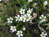 Alpine Sandwort - Photo (c) Shawn Billerman, some rights reserved (CC BY-NC), uploaded by Shawn Billerman