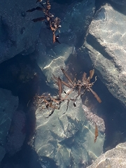 Carpophyllum flexuosum