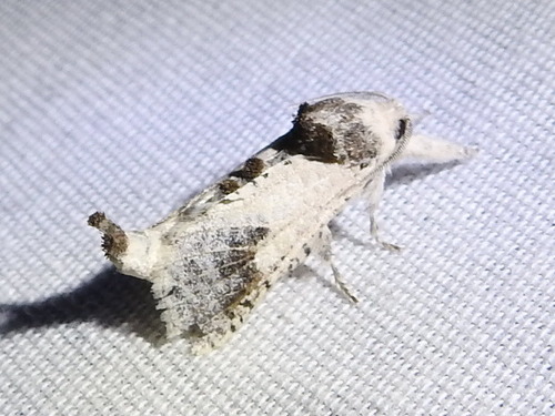 Theodore Carpenterworm Moth photo 3