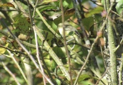 Vireo bellii bellii