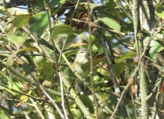 Vireo bellii bellii
