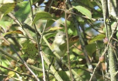 Vireo bellii bellii
