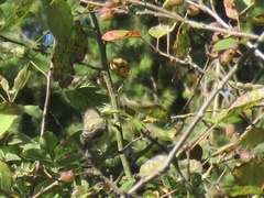 Vireo bellii bellii