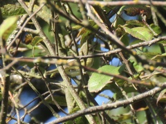 Vireo bellii bellii