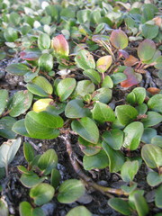 Salix nivalis