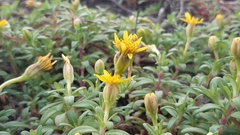 Pectis multiflosculosa