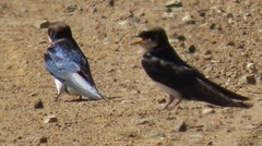 Pseudhirundo griseopyga