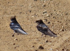 Pseudhirundo griseopyga