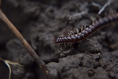 Oxidus gracilis