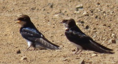 Pseudhirundo griseopyga