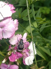 Trichiotinus assimilis