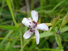Microbotryum saponariae
