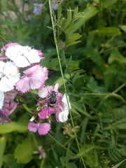 Trichiotinus assimilis