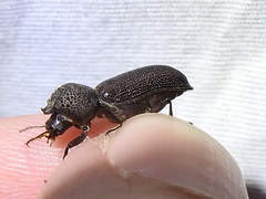 Apatides fortis