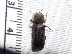 Apatides fortis