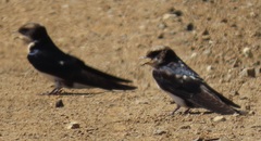 Pseudhirundo griseopyga