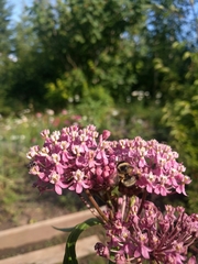 Anthophora bomboides