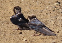Pseudhirundo griseopyga