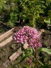 Anthophora bomboides