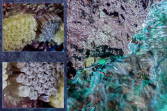 Stramonita haemastoma