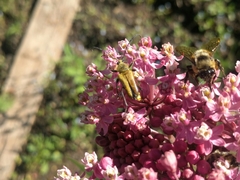Anthophora bomboides