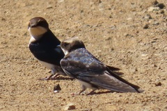 Pseudhirundo griseopyga