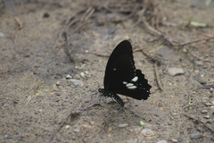Papilio castor