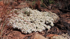 Helichrysum cerastioides