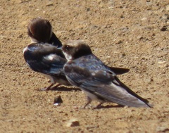 Pseudhirundo griseopyga